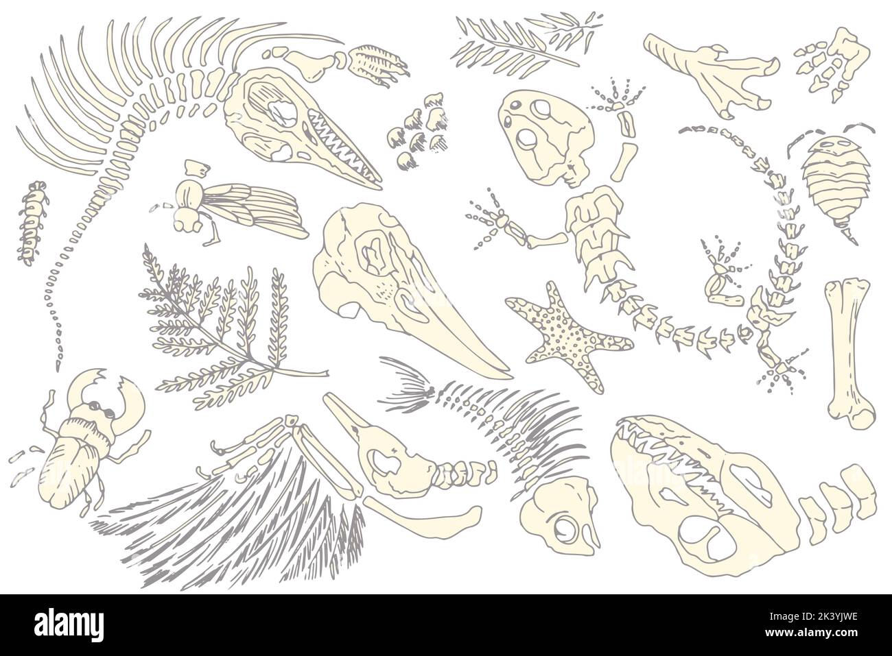 Set von Silhouette bedruckt Skelette von prähistorischen Tieren, Insekten und Pflanzen. Graue Archäologie, Bruchstücke von Rissfelsen, Trümmerbrocken. Satz von Stock Vektor Set von Silhouette bedruckt Skelette von prähistorischen Tieren, Insekten und Pflanzen. Graue Archäologie, Bruchstücke von Rissfelsen, Trümmerbrocken. Satz von Stock Vektor