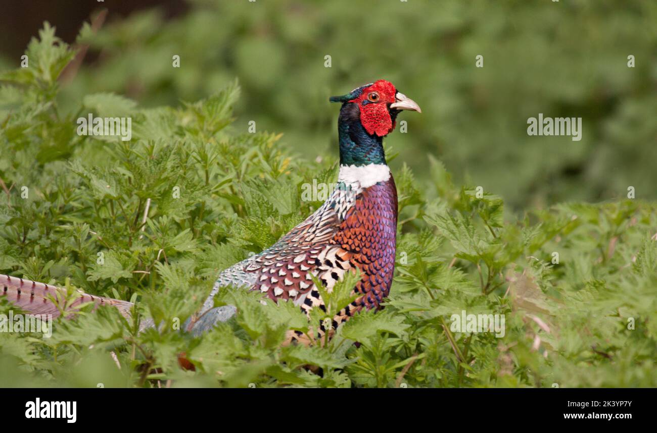 Männlicher Ringhals Fasan wissenschaftlicher Name Phasianus colchicus aufrecht in einem Feld von Gras Stockfoto