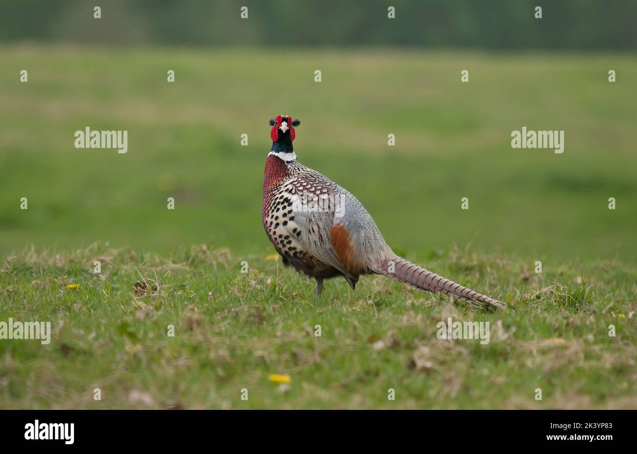 Männlicher Ringhals Fasan wissenschaftlicher Name Phasianus colchicus aufrecht in einem Feld von Gras Stockfoto