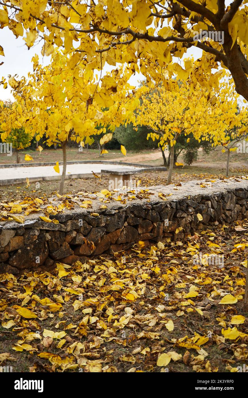 Wunderschöne Herbstlandschaft mit gelben Bäumen. Gelbes Laub im Park. Fallen hinterlässt einen natürlichen Hintergrund Stockfoto