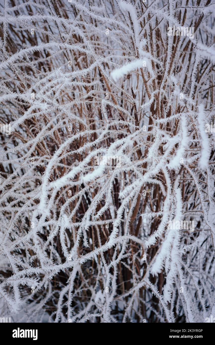 Gefrorenes Schilf mit Schnee bedeckt Stockfoto