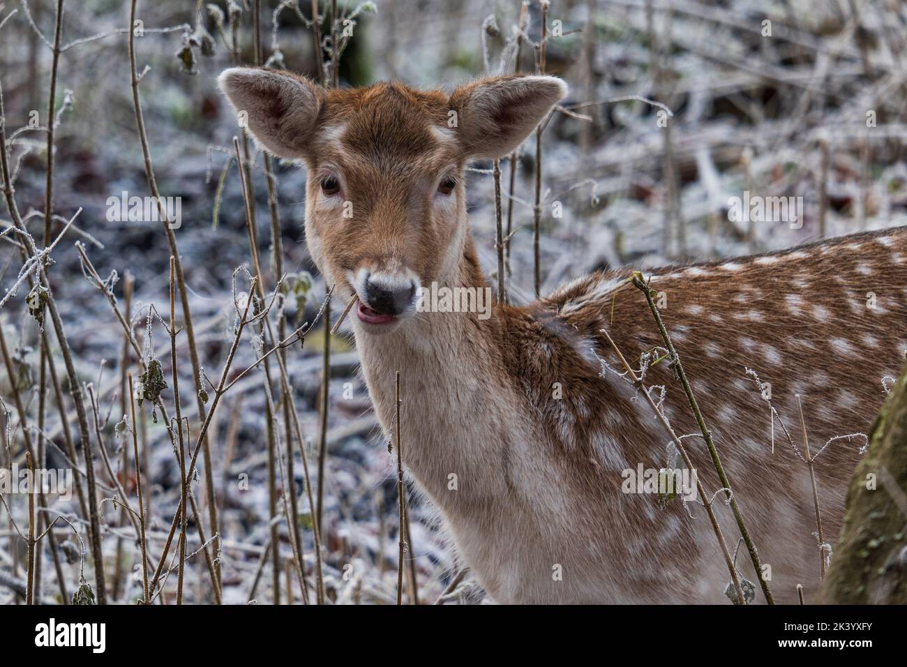 Porträt eines braunen, weiß gefleckten Rehkrauts, das in die Kamera schaut Stockfoto