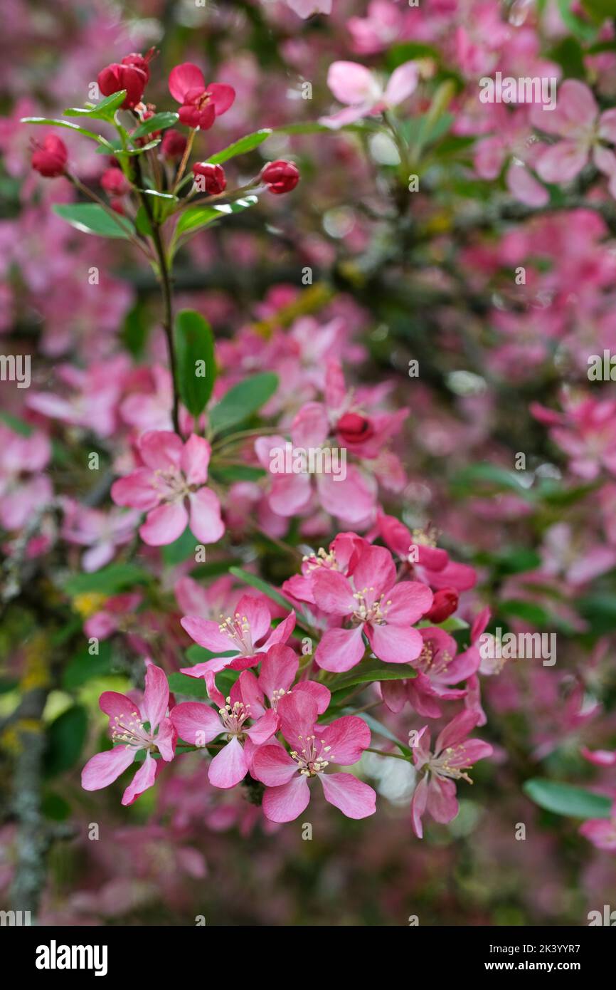 Malus x atrosanguinea, Krebsapfel, Blüten scharlachrote Knospen und Blüten, die sich rosa färben, wenn sie vollständig geöffnet sind. Stockfoto