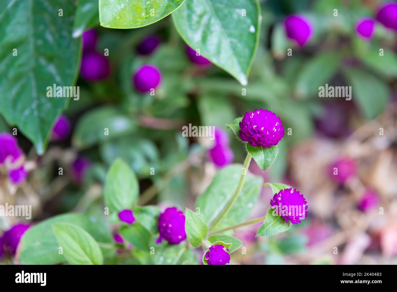 Globe Amaranth blüht im Sommer Stockfoto