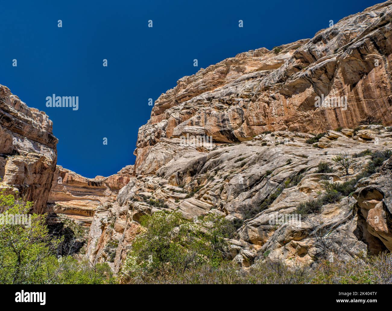 Box Canyon, in der Nähe von Josie Morris Cabin, Weber Sandsteinformation, Dinosaur National Monument, Utah, USA Stockfoto