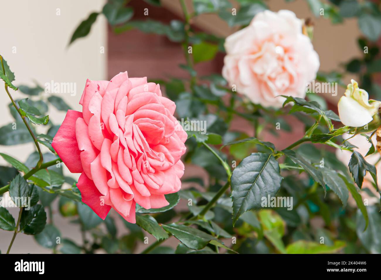 Blühende Rose blüht Pink Panther an einem sonnigen Tag Stockfoto