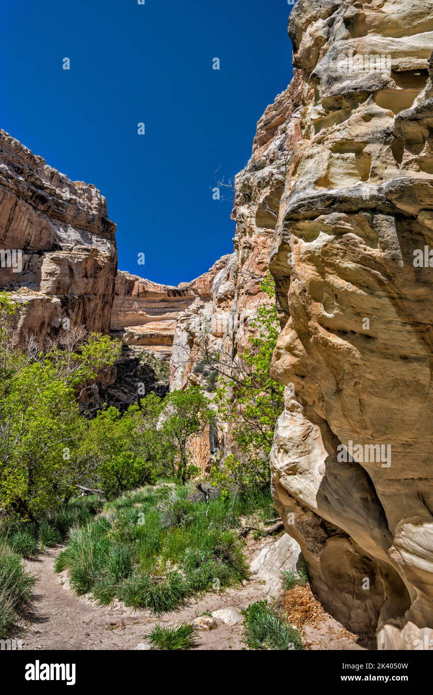 Box Canyon, in der Nähe von Josie Morris Cabin, Weber Sandsteinformation, Dinosaur National Monument, Utah, USA Stockfoto