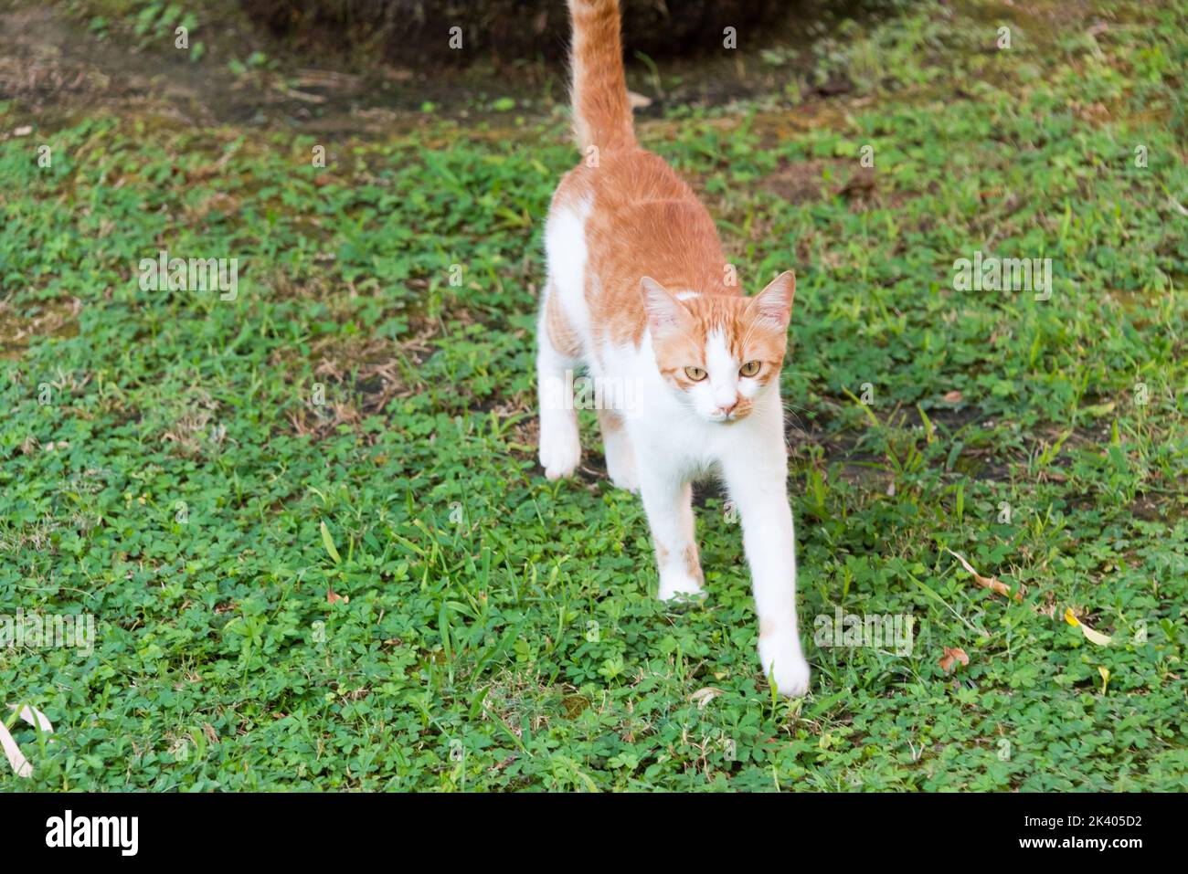 Zähmen Sie die Katze im Gras Stockfoto