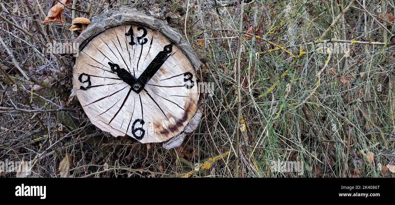 Uhr in der Mitte der Natur auf einem trockenen Baumstamm gebaut. Es ist 10 Uhr morgens, Konzept des Verganges der Zeit Stockfoto