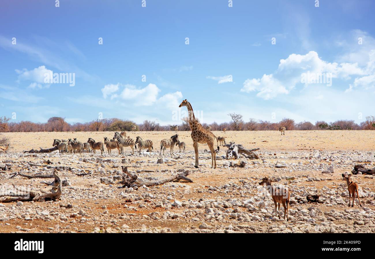 African Plains wimmelt von Tieren wie Giraffen, Zebraand Kudu - Etosha National Park, Namibia - Hitzedraze ist sichtbar Stockfoto