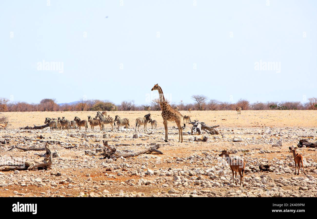 African Plains wimmelt von Tieren wie Giraffen, Zebraand Kudu - Etosha National Park, Namibia - Hitzedraze ist sichtbar Stockfoto