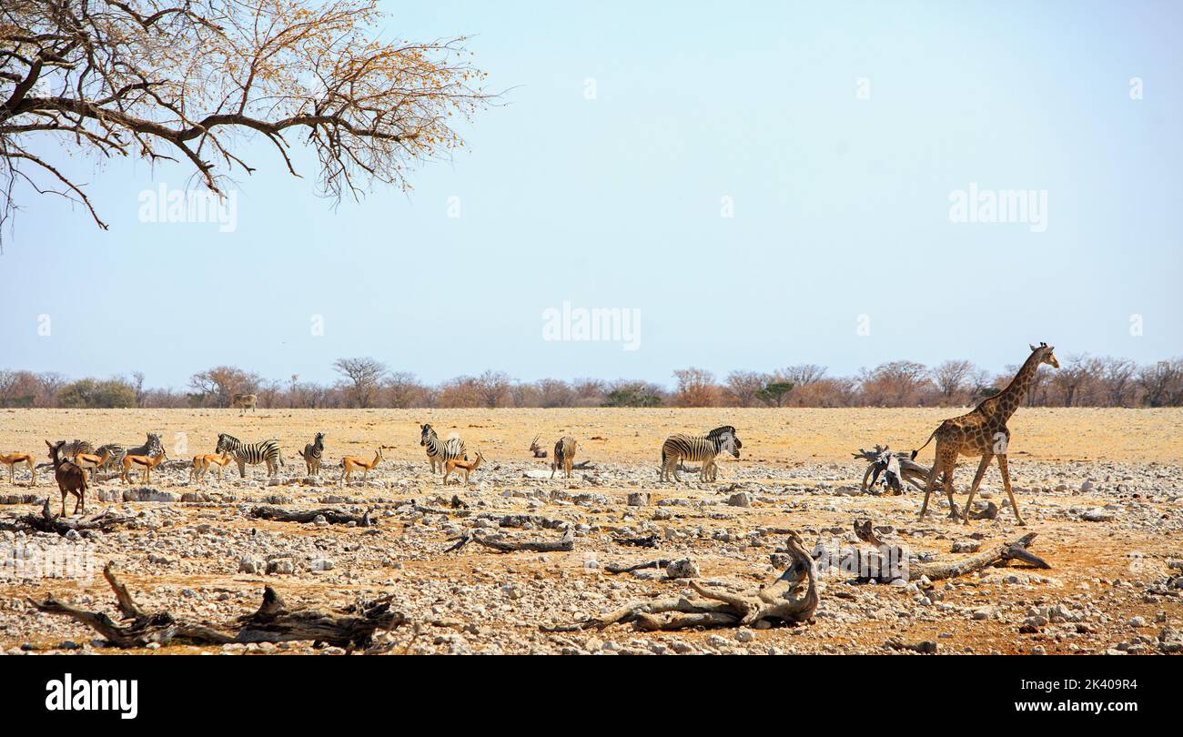 Afrikanische Bush-Szene mit Giraffe, Zebra, Springbok und einem Kudu, die durch die raue, staubige Landschaft im Etoha National Park, Namibia, geht Stockfoto