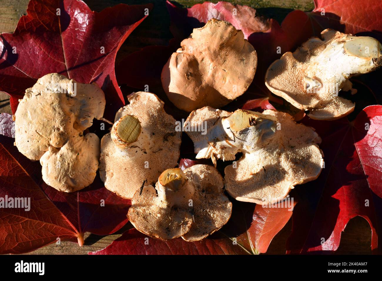 Hydnum repandum, ein essbarer Pilz, der im Herbst und Winter wächst Stockfoto