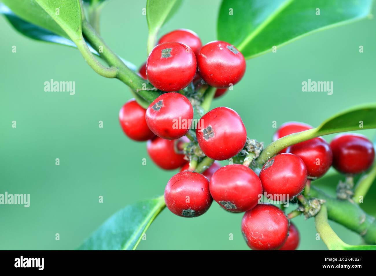 Detail der Früchte der Stechpalme (Ilex aquifolium) Stockfoto