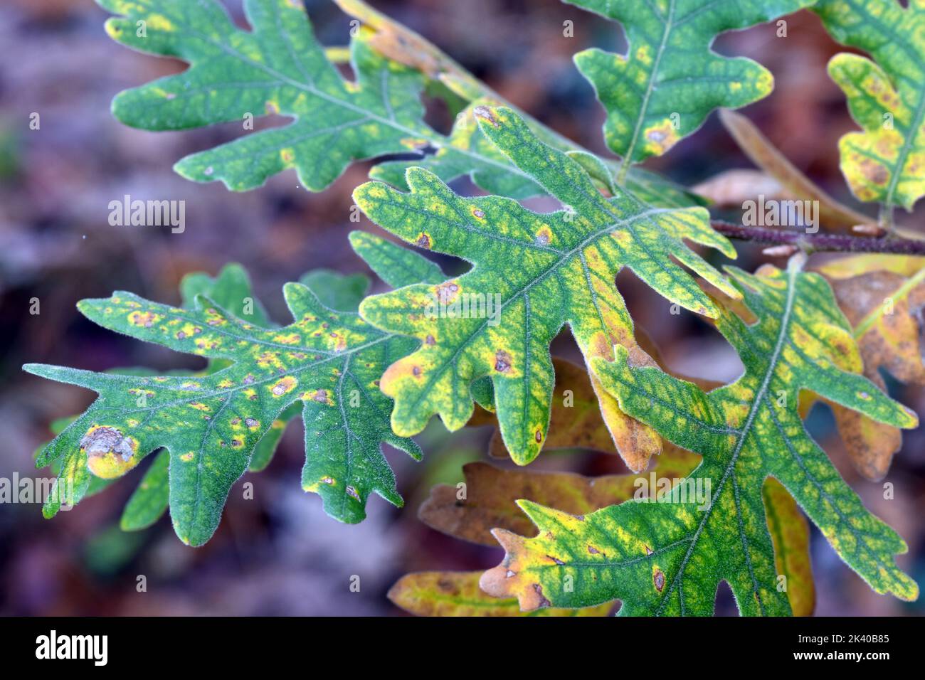 Herbstliche Blätter von Quercus pyrenaica, allgemein bekannt als Pyrenäeneiche Stockfoto