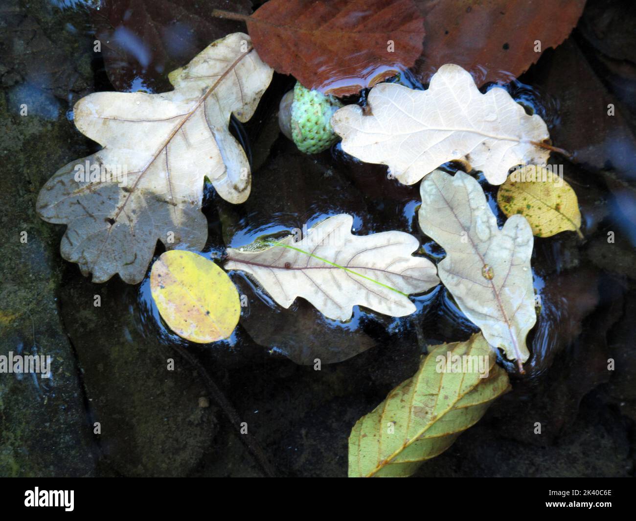 Eichen-, Erle- und Akazienblätter schwimmen auf dem Wasser in einem Fluss Stockfoto