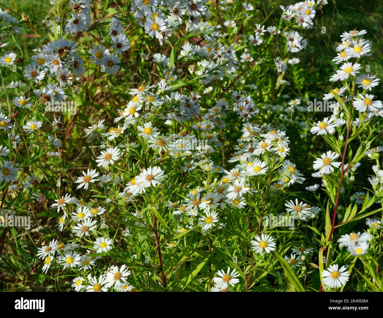Klumpen von kleinen weißen Blumen im Garten im September Stockfoto