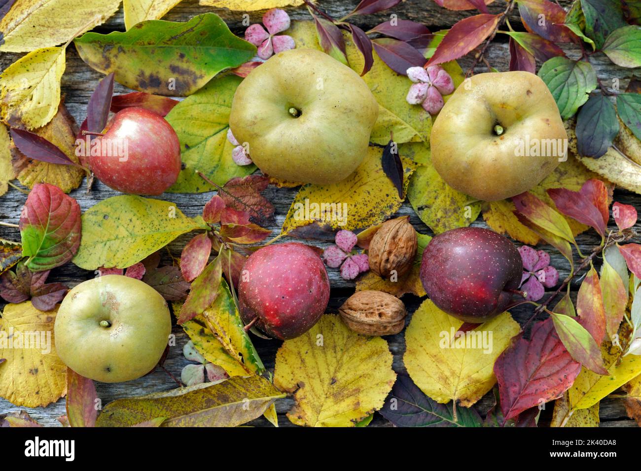 Äpfel ('Reinette grise du Canada', Blattbett im Herbst. Stockfoto