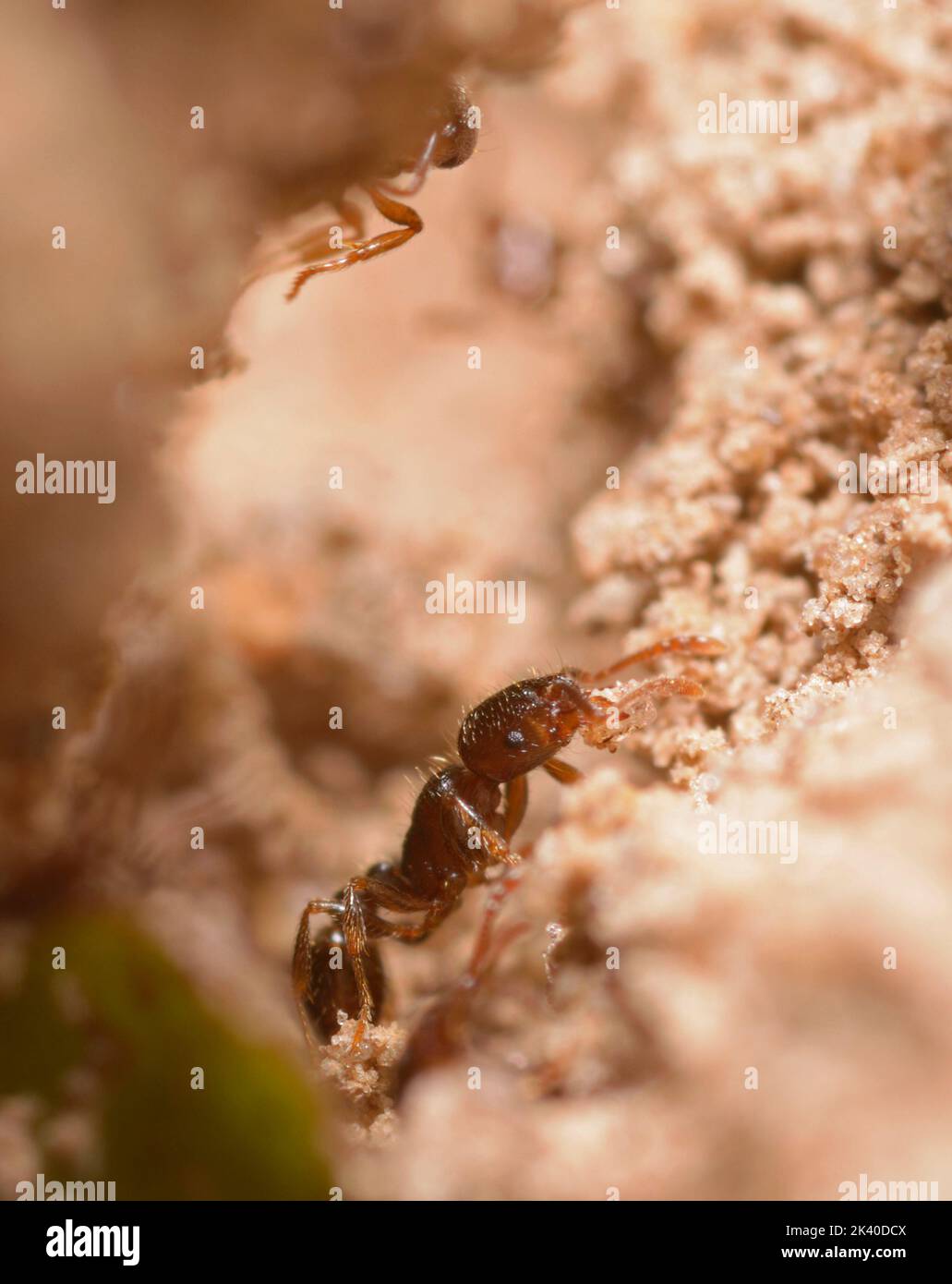 Kleine rote Ameise Myrmica rubra, die einen Sandball für den Bau des Ameisenbands trägt Stockfoto