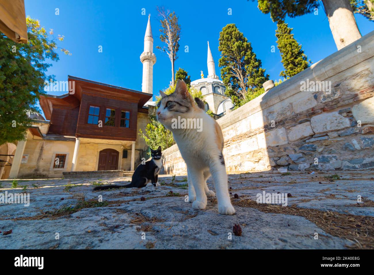 Streunende Katzen und Atik Valide Moschee in Uskudar Istanbul. Türkische Kultur Hintergrund Foto. Stockfoto