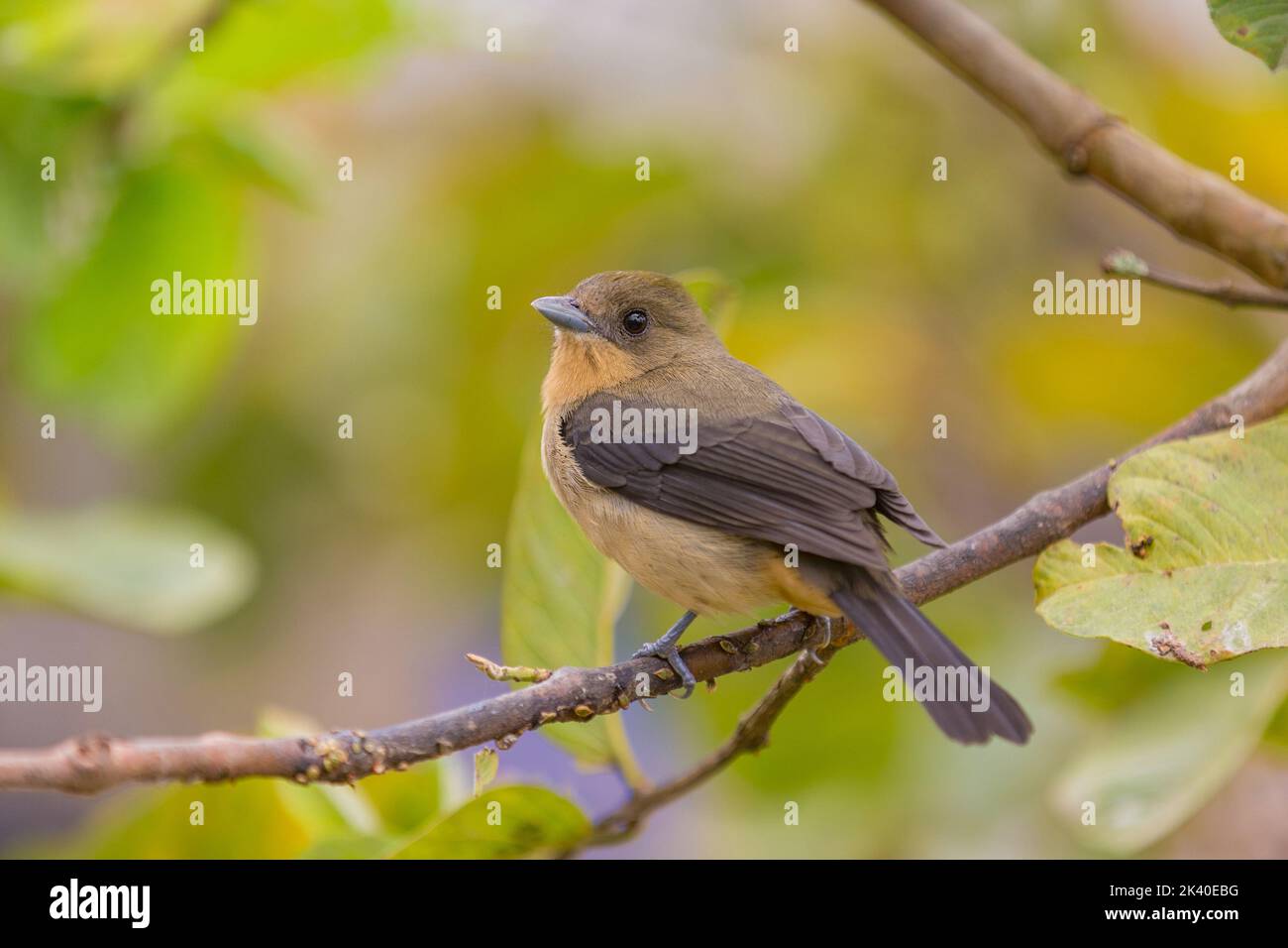 Schwarztangler (Trichothraupis melanops), Weibchen auf einem Zweig, Brasilien, Mata Atlantica, Itatiaia-Nationalpark Stockfoto