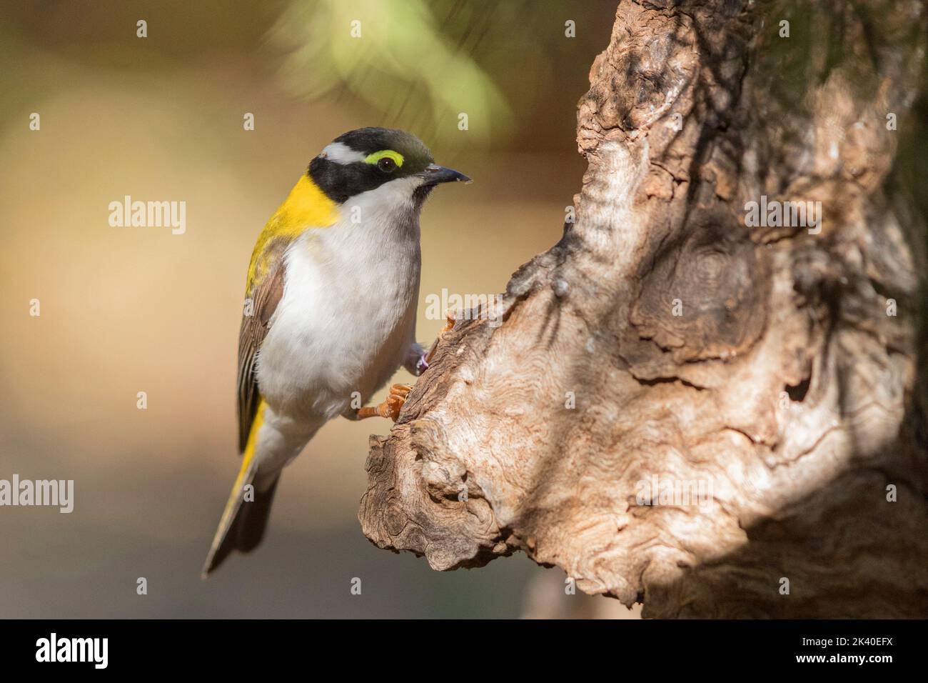 Schwarzkinnhoniger Honigfresser (Melithreptus gularis), der an einem Baumstamm thront, Australien, Northern Territory, Alice Springs Desert Park Stockfoto