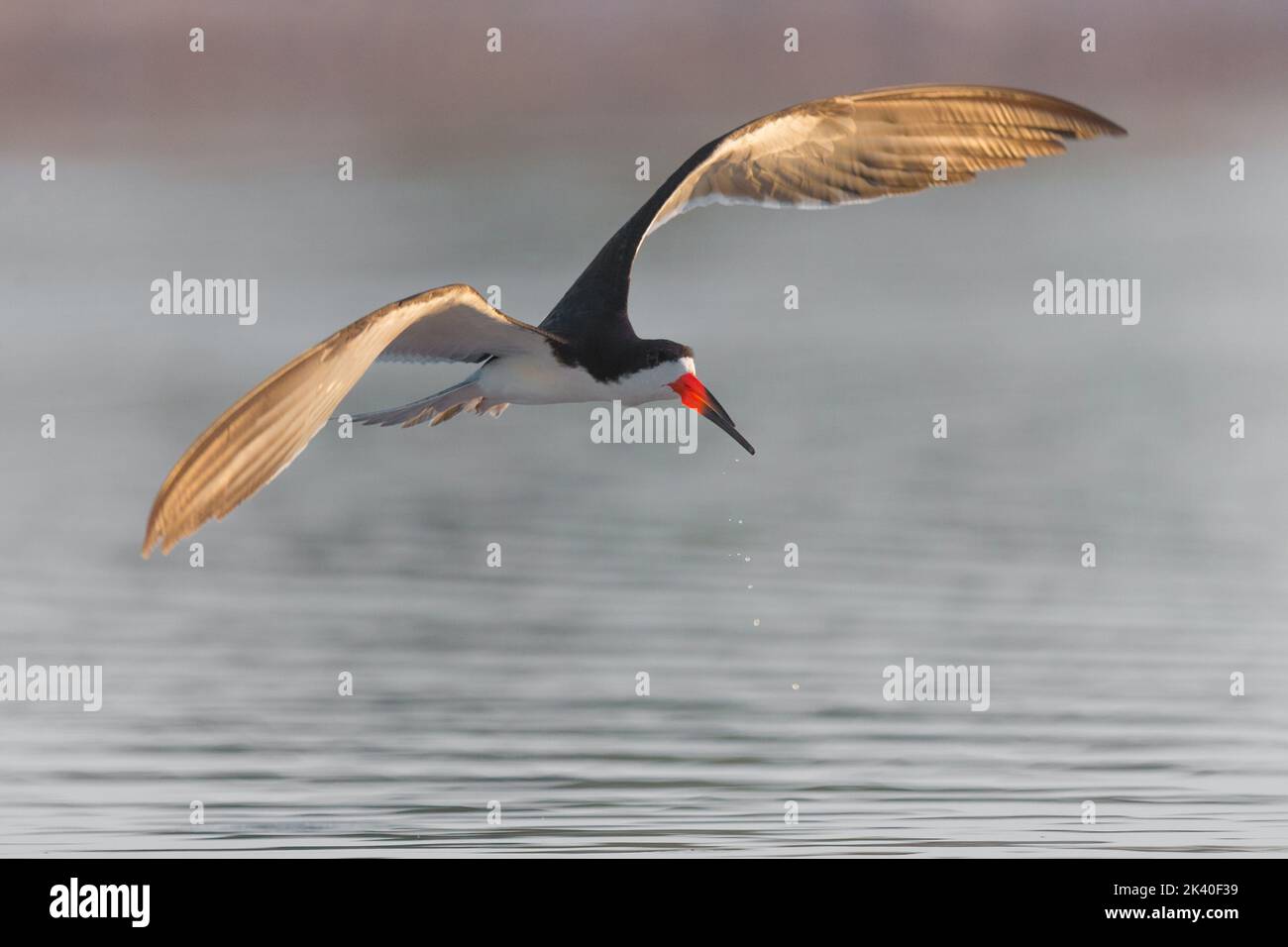 Schwarzer Skimmer (Rynchops niger), im Flug, Brasilien, Pantanal Stockfoto