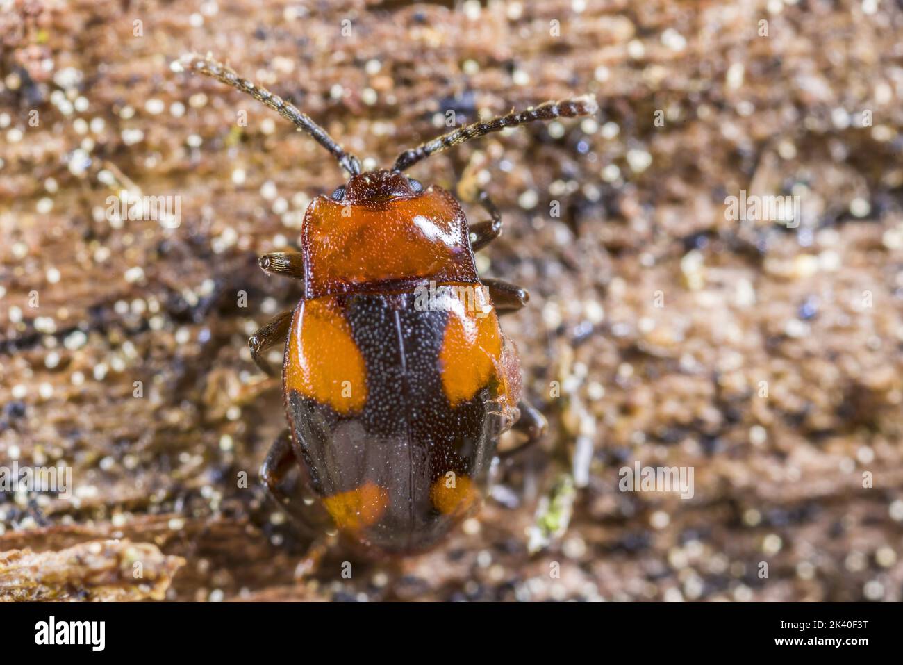 Schöner Pilzkäfer (Mycetina cruciata, Chrysomela cruciata), sitzt auf Totholz, Deutschland Stockfoto