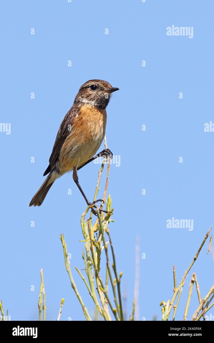 Gemeiner Stonechat (Saxicola rubicola, Saxicola torquata rubicola), Weibchen auf einem Besenstrauch sitzend, Spanien, Extremadura, La Serena Stockfoto