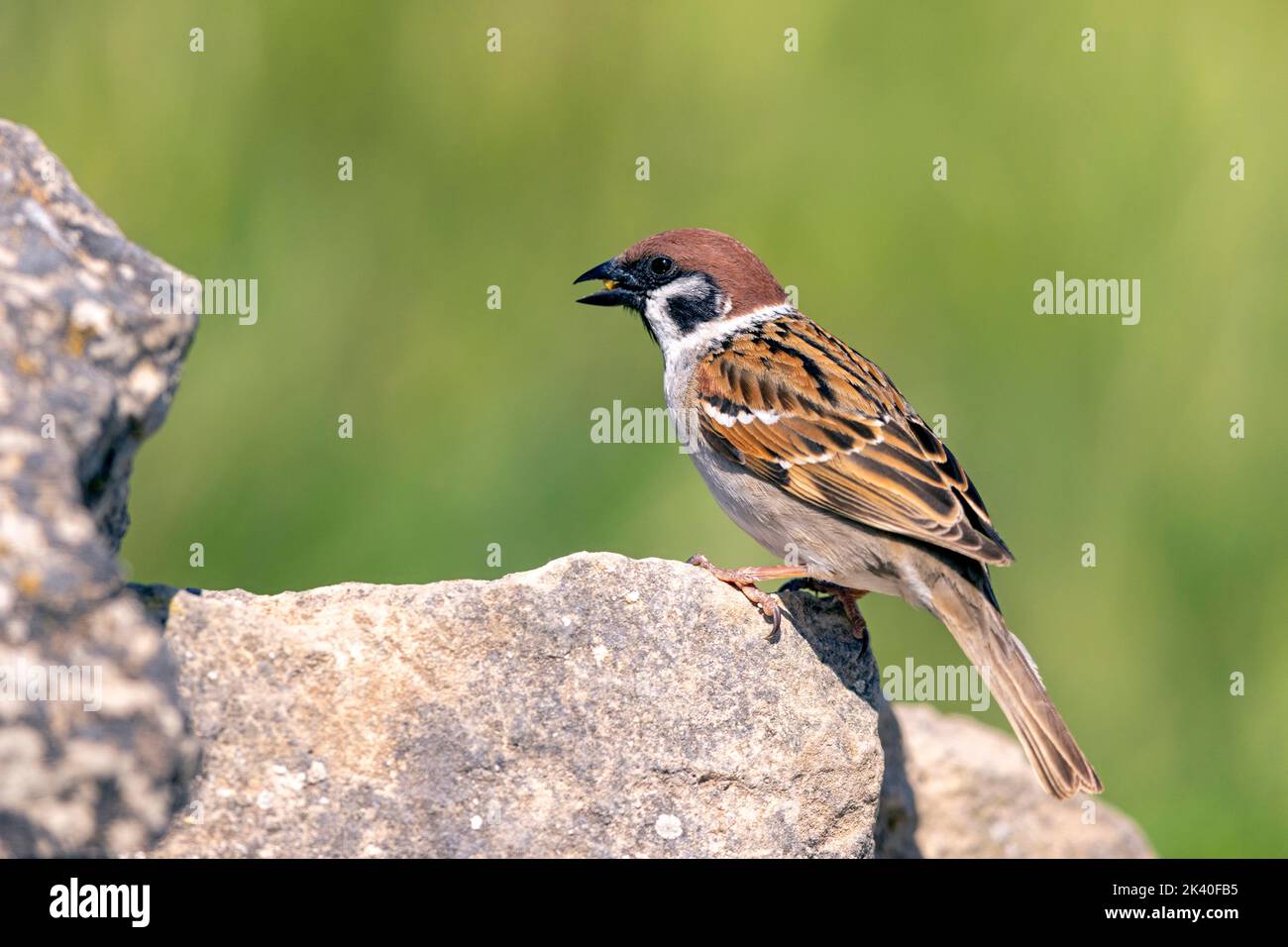 Eurasischer Baumsperling (Passer montanus), auf einem Stein thront, Spanien, Katalonia, Montgai Stockfoto