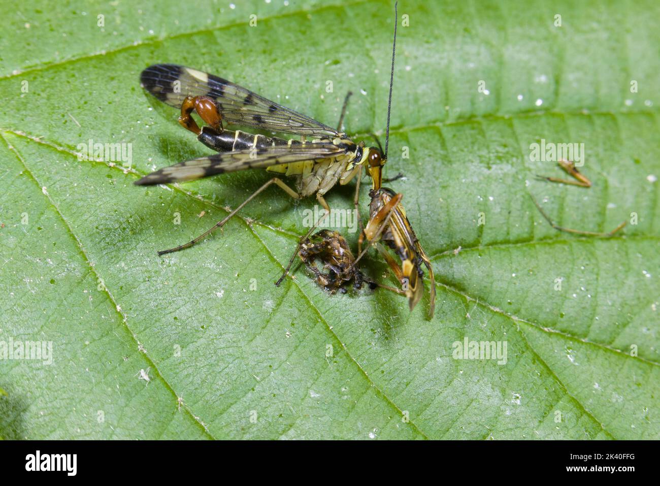 Gemeine Skorpionfliege (Panorpa communis), Männchen mit Beute auf einem Blatt, Deutschland Stockfoto