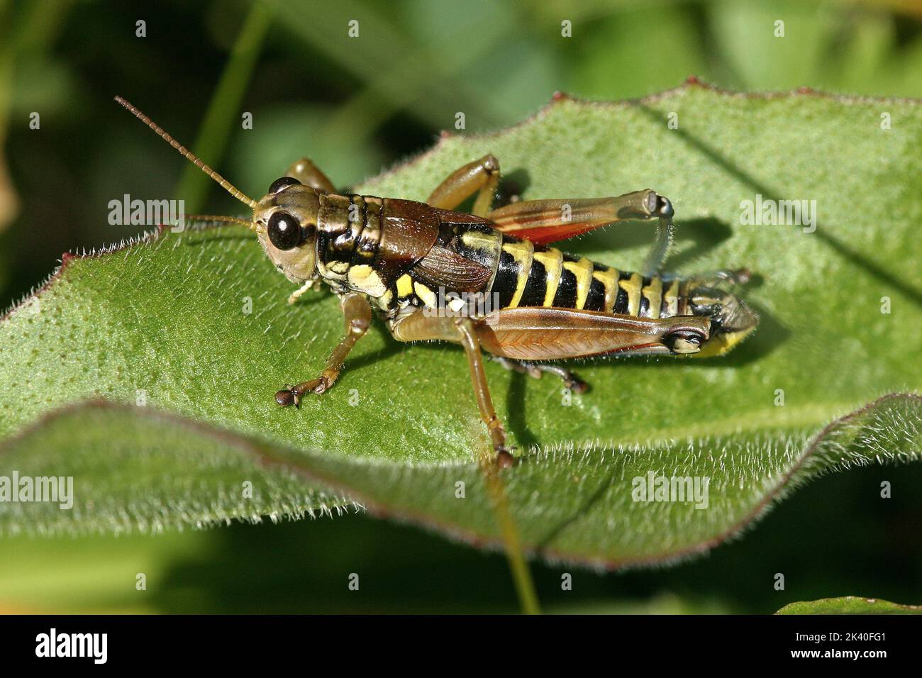 Braune Berggrasschrecke (Podisma pedestris), Männchen sitzt auf einem Blatt, Deutschland Stockfoto