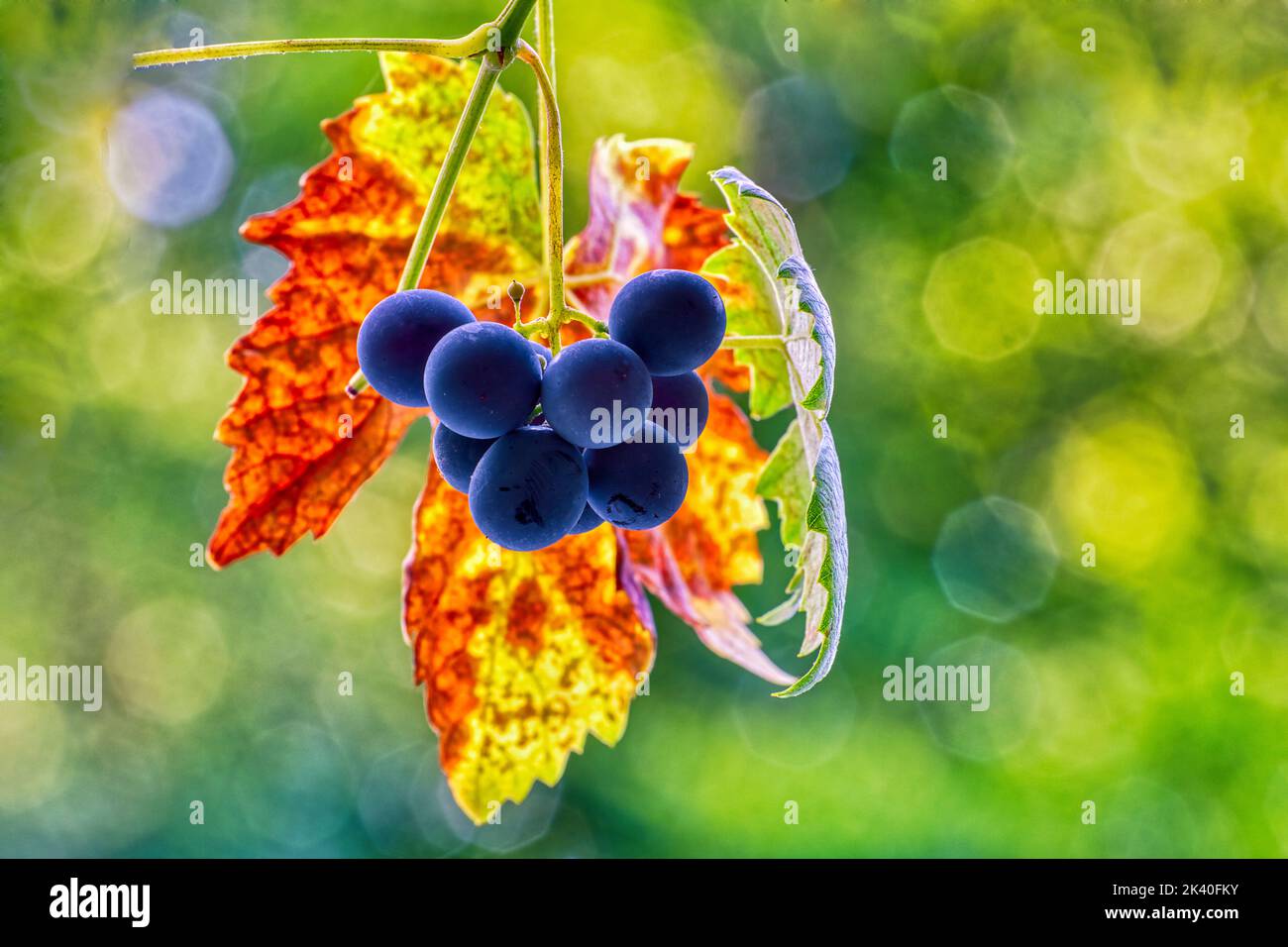 Weinrebe, Weinrebe (Vitis vinifera), schwarz-blaue Trauben vor einem Herbstblatt, Deutschland Stockfoto