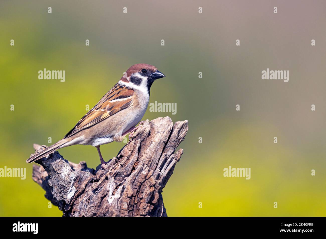 Eurasischer Baumsperling (Passer montanus), auf Totholz, Spanien, Katalonia, Montgai Stockfoto