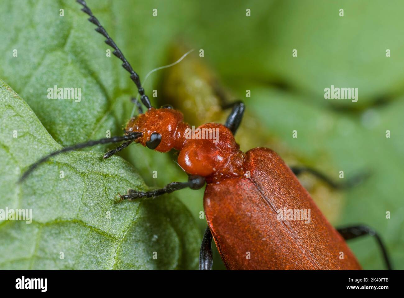 Kardinalkäfer, Kardinalkäfer, Rotkopfkäfer (Pyrochroa serraticornis), Weibchen sitzt auf einem Blatt, Porträt, Deutschland Stockfoto