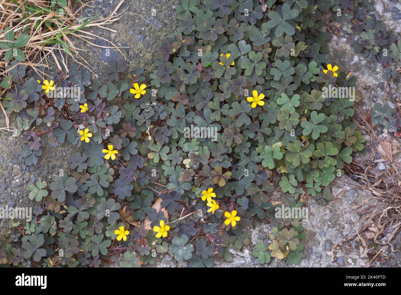 Gelber kriechender sauerklee -Fotos und -Bildmaterial in hoher Auflsung   Alamy