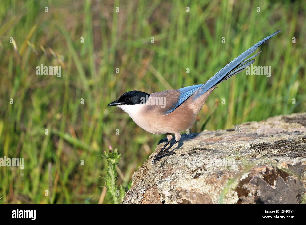 Iberische Azurelster (Cyanopica cochi), auf einem Stein auf einer Wiese, Spanien, Extremadura, Caceres Stockfoto