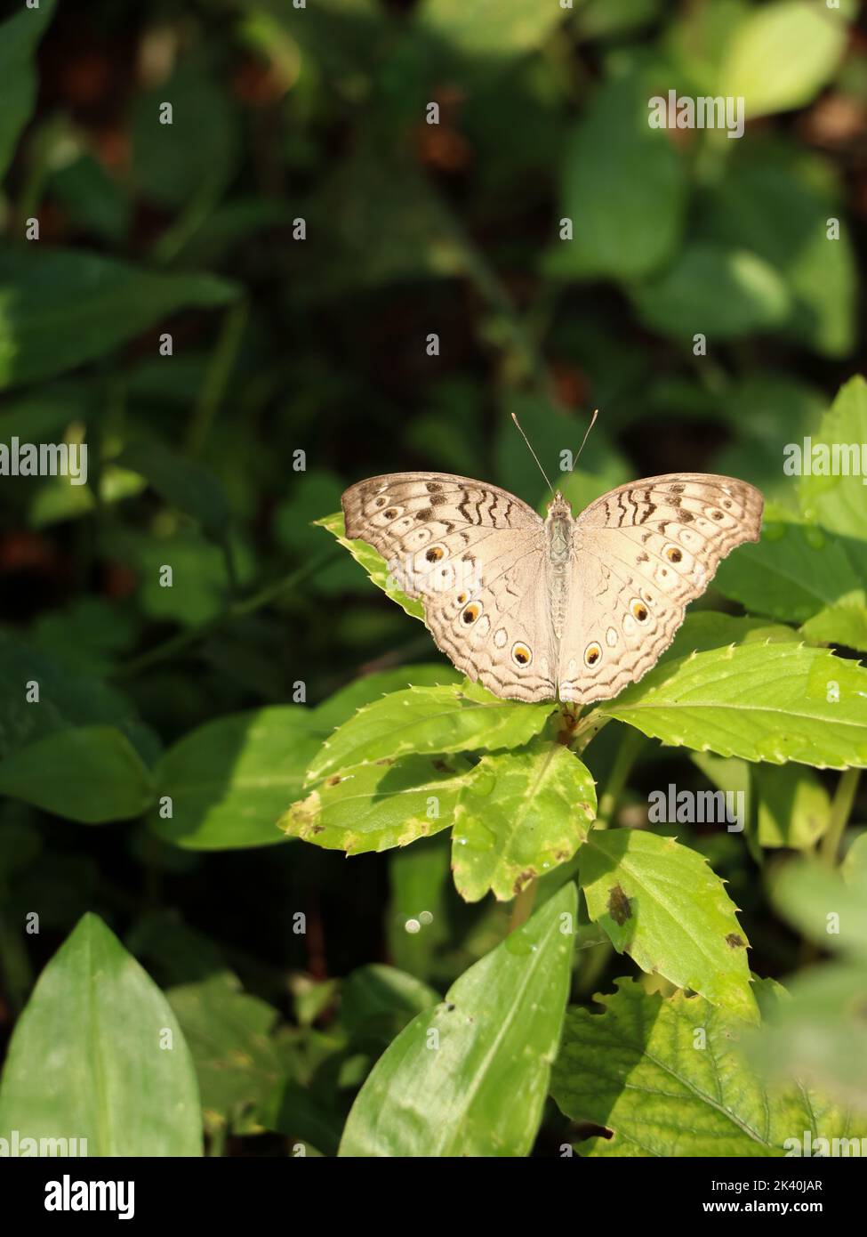 Schmetterling, der im Sommer Flügel auf dem Blatt in einem Garten ausbreitet Stockfoto