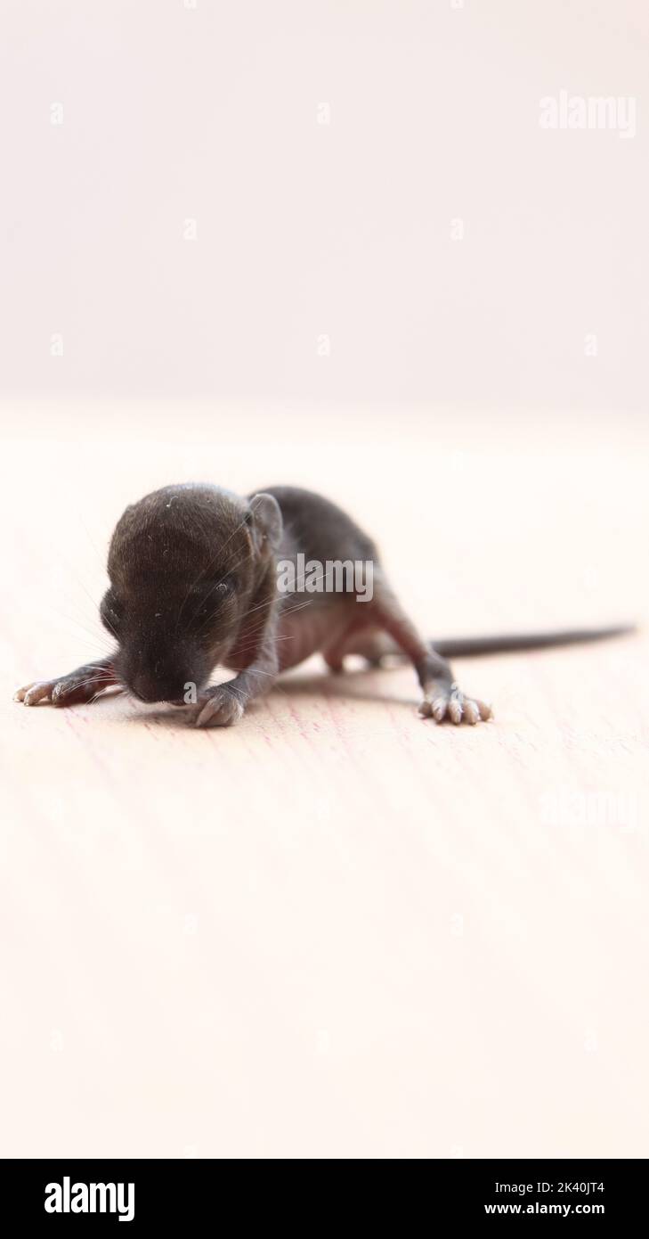 Ein niedliches, kleines neugeborenes Rattenbaby, das isoliert auf einem Holztisch schläft Stockfoto