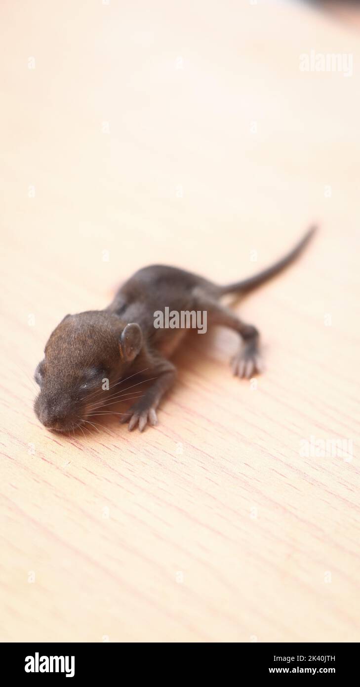 Ein niedliches, kleines neugeborenes Rattenbaby, das isoliert auf einem Holztisch schläft Stockfoto
