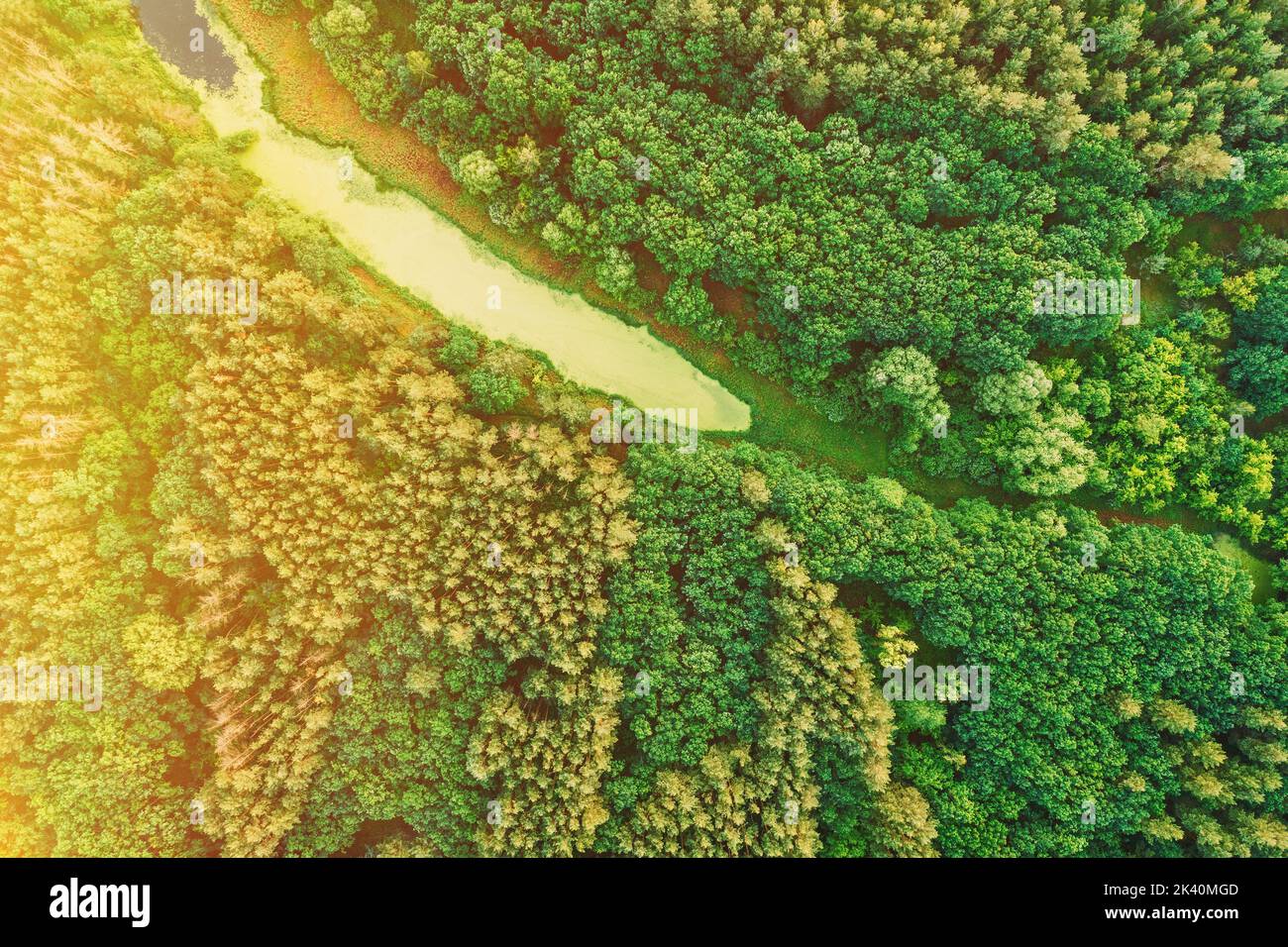 Luftaufnahme Green Forest Woods Und Small Marsh, Moor, Swamp Pond Landscape Im Sommer Sonnentag. Von Oben Blick Auf Die Schöne Europäische Natur Aus Der Höhe Stockfoto