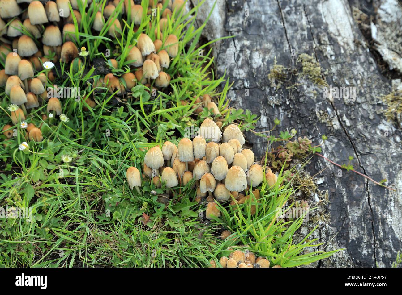 Pilze wachsen neben Baumstumpf auf dem Kirchhof der Kirche St. Margaret von Antioch, Womenswold, Canterbury, Kent, England Stockfoto