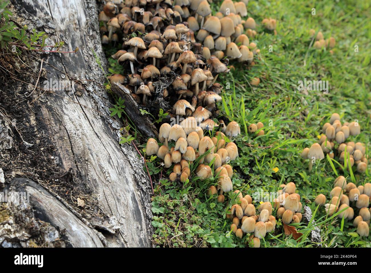 Pilze wachsen neben Baumstumpf auf dem Kirchhof der Kirche St. Margaret von Antioch, Womenswold, Canterbury, Kent, England Stockfoto