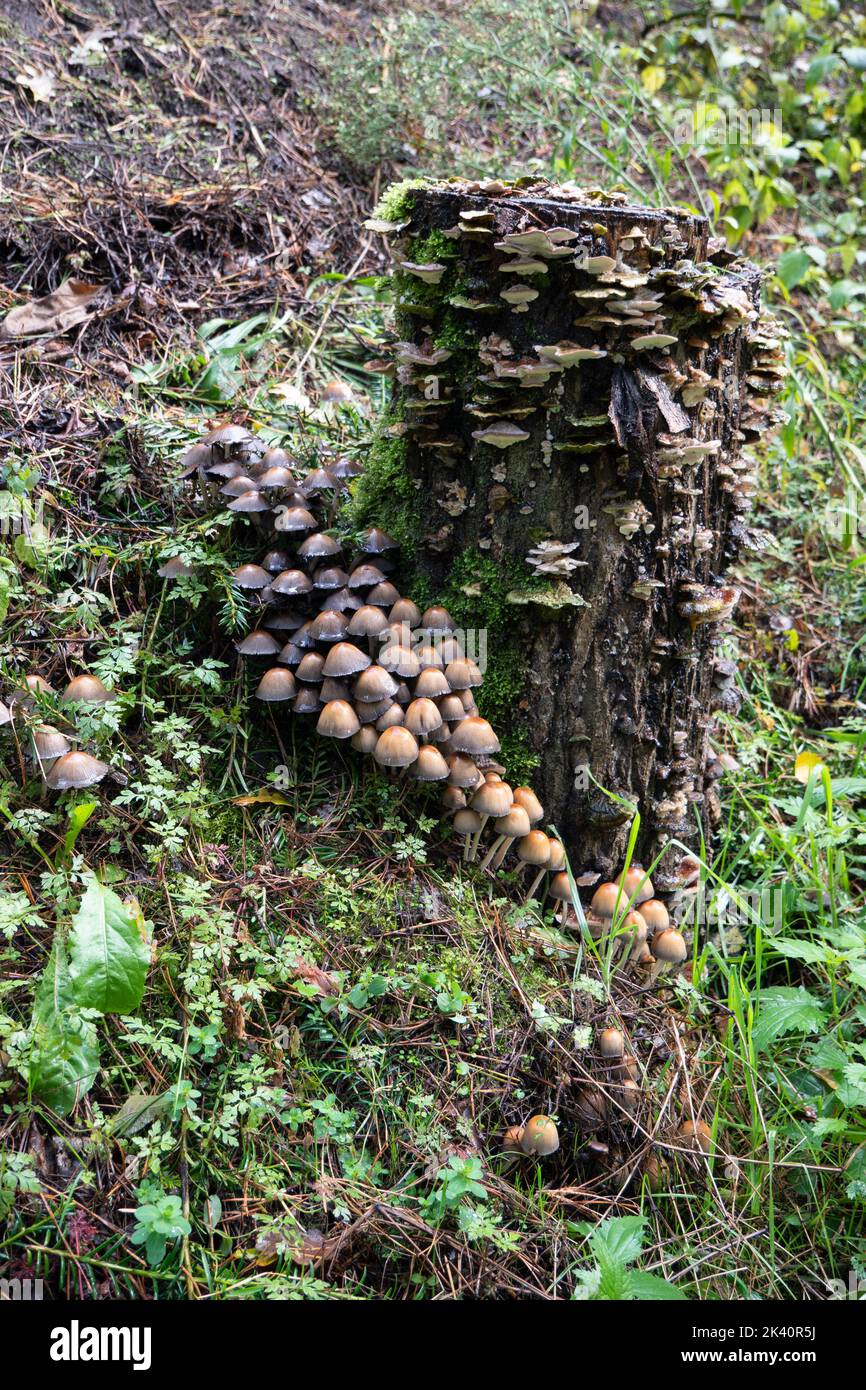 Der gewöhnliche Schwefelkopf mit dem lateinischen Namen Hypholoma fasciculare oder der Zwergschwefelkopf ist ein giftiger Pilz aus der Familie Strophariac Stockfoto