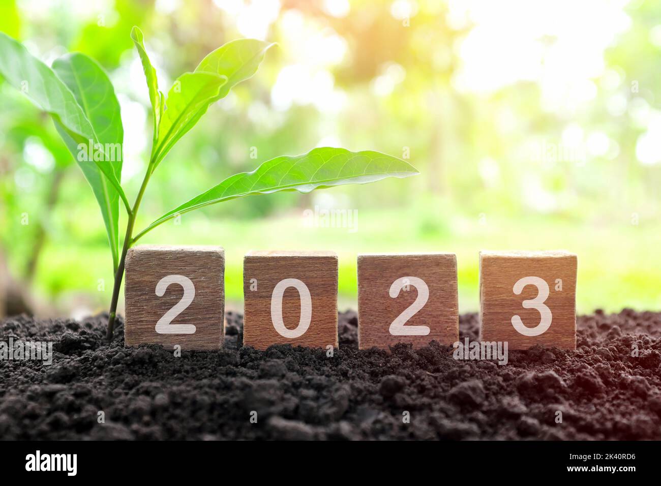 Jahr 2023 in Holzklötzen Würfel mit wachsender Pflanze bei Sonnenaufgang. Neues Jahr, Hoffnung, Hallo und helleres 2023 Konzept. Stockfoto