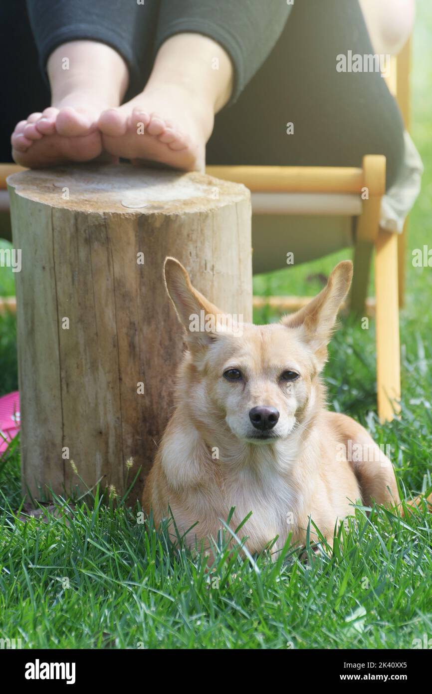 Niedlicher entzückender Hund liegt auf dem Gras neben einer Frau, die im Liegestuhl im Hintergrund sitzt. Haustiere, Freundschafts- und Entspannungskonzepte Stockfoto