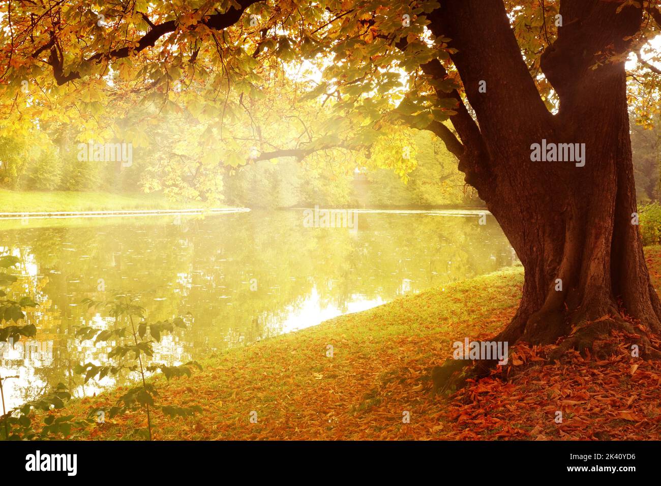 Herbstlandschaft mit Bäumen mit Blättern in Herbstfarben und buntem Laub und Sonnenlicht an schönen sonnigen Tagen Stockfoto
