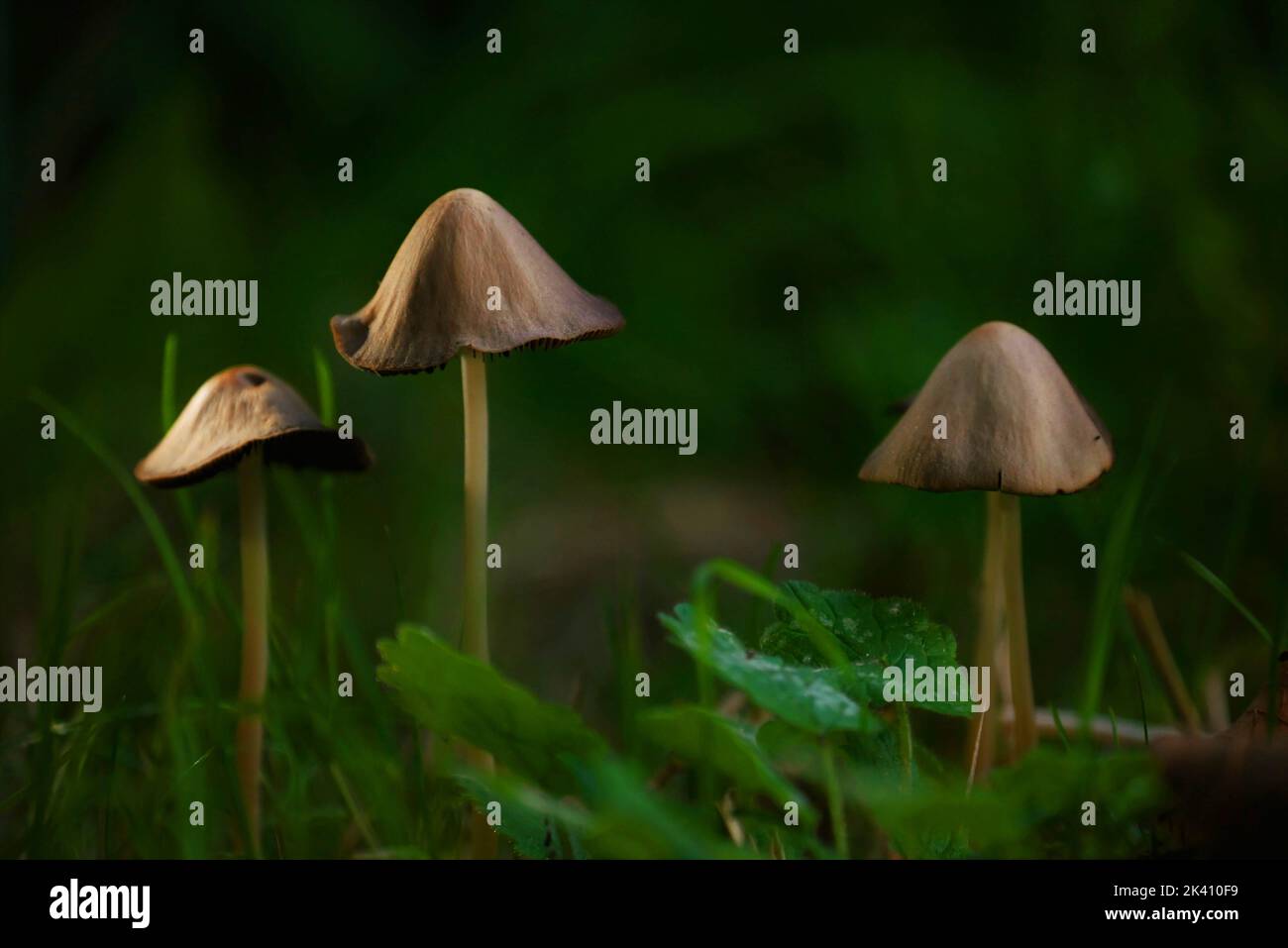 Drei Pilze im Wald mit grünem Gras umgeben Stockfoto