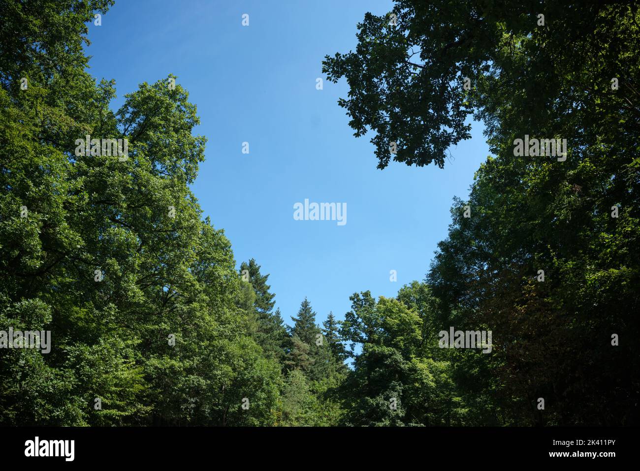Blick in einen dichten Laubwald in einem Waldgebiet im Pfälzerwald in Süddeutschland Stockfoto