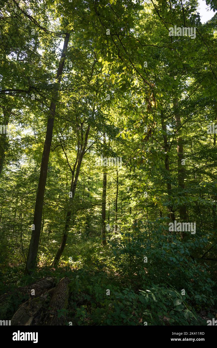 Blick in einen dichten Laubwald in einem Waldgebiet im Pfälzerwald in Süddeutschland Stockfoto